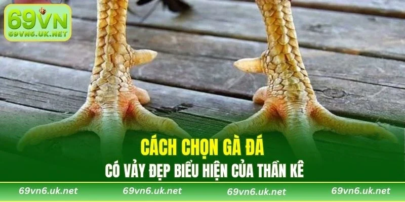 Cách chọn gà đá có vảy đẹp biểu hiện của thần kê