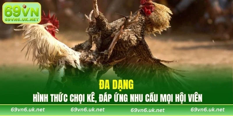 Đa dạng hình thức chọi kê, đáp ứng nhu cầu mọi hội viên