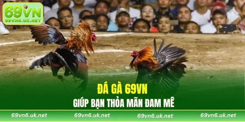 Đá Gà 69VN giúp bạn thỏa mãn đam mê