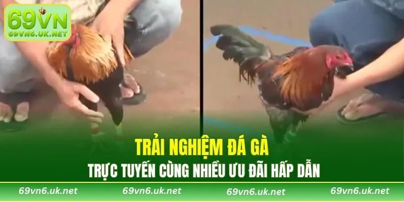 Trải nghiệm đá gà trực tuyến cùng nhiều ưu đãi hấp dẫn