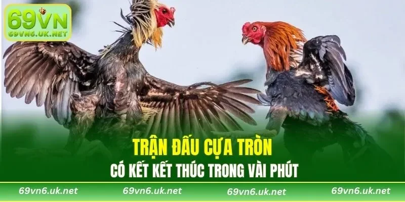 Trận đấu cựa tròn có kết kết thúc trong vài phút